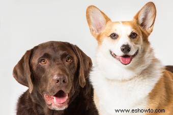 Resumen de la raza y el cuidado de los cachorros Corgidor