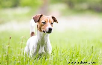 Perro de granja danés-sueco:una raza enérgica y afectuosa