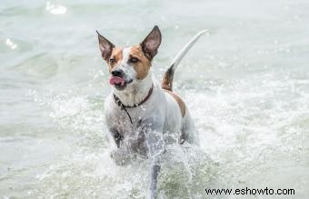 Perro de granja danés-sueco:una raza enérgica y afectuosa