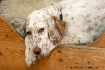 Información sobre perros deportivos Setter inglés