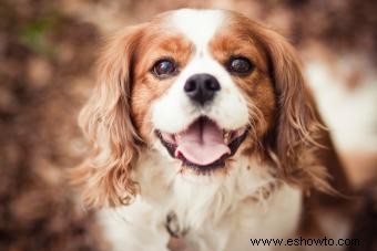 Perfil de English Toy Spaniel:Leal con una chispa juguetona