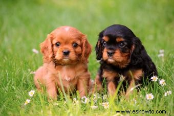 Perfil de English Toy Spaniel:Leal con una chispa juguetona