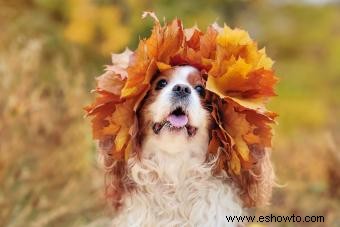 Perfil de English Toy Spaniel:Leal con una chispa juguetona