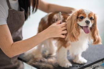 Perfil de English Toy Spaniel:Leal con una chispa juguetona