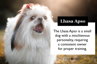 Todo lo que necesitas saber sobre Lhasa Apso