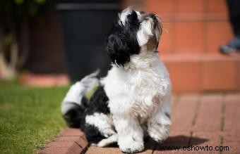 Todo lo que necesitas saber sobre Lhasa Apso