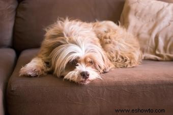 Todo lo que necesitas saber sobre Lhasa Apso