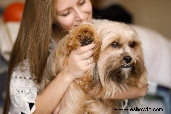 Todo lo que necesitas saber sobre Lhasa Apso