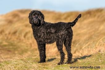 Evolución del Labradoodle y sus posibles rasgos