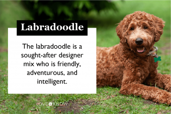 Evolución del Labradoodle y sus posibles rasgos