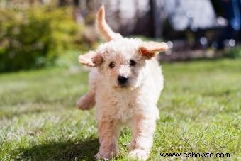 Evolución del Labradoodle y sus posibles rasgos