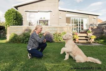 Evolución del Labradoodle y sus posibles rasgos