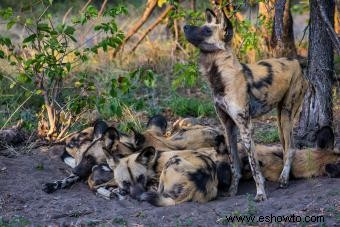 Datos básicos sobre el perro salvaje africano