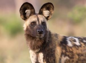 Perro Salvaje Africano: Características, Hábitat y Esfuerzos de Conservación