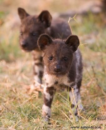 Datos básicos sobre el perro salvaje africano