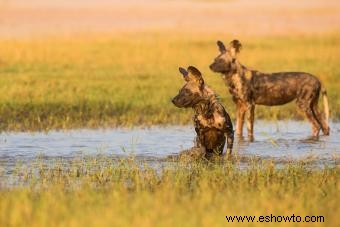 Datos básicos sobre el perro salvaje africano