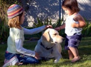 Cómo encontrar el perro adecuado para su hogar