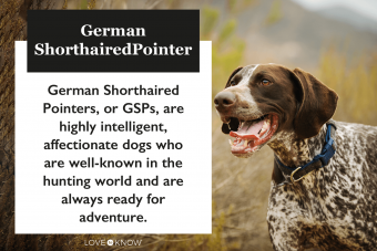 Braco alemán de pelo corto:perfil de este perro deportivo