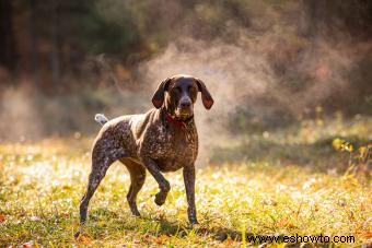 Braco alemán de pelo corto:perfil de este perro deportivo