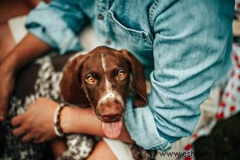 Braco alemán de pelo corto:perfil de este perro deportivo