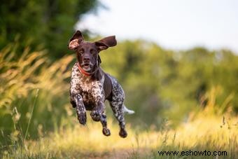 Braco alemán de pelo corto:perfil de este perro deportivo