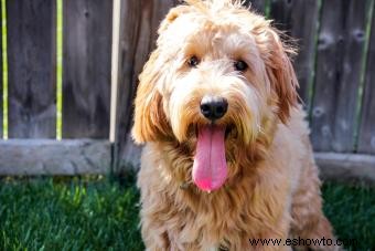 Perfil de la raza Goldendoodle