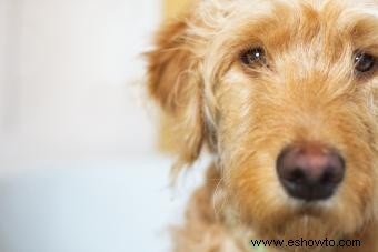 Perfil de la raza Goldendoodle