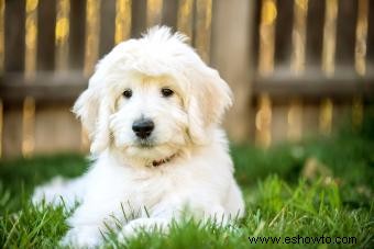 Perfil de la raza Goldendoodle