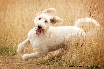 Perfil de la raza Goldendoodle