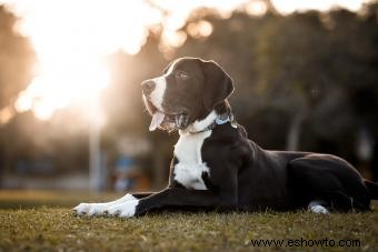 Grandes datos sobre la raza de perro gran danés (desde los orígenes hasta la apariencia)