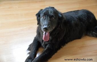 Guía de perros perdigueros de pelo liso + imágenes