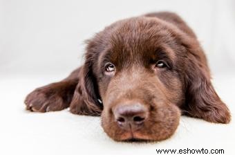 Guía de perros perdigueros de pelo liso + imágenes