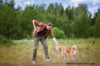 Guía de la raza de perro Shar-Pei chino