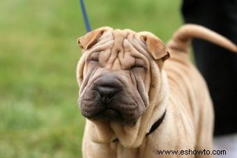 Guía de la raza de perro Shar-Pei chino