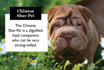 Guía de la raza de perro Shar-Pei chino
