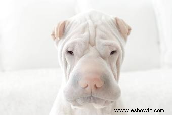 Guía de la raza de perro Shar-Pei chino