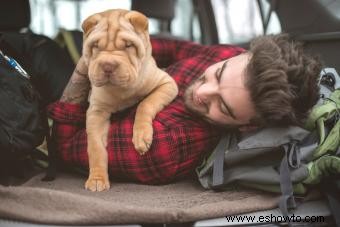 Guía de la raza de perro Shar-Pei chino