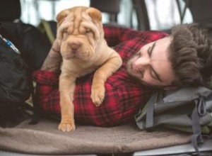 Guía Completa del Shar-Pei Chino: Origen, Características, Cuidados y Salud