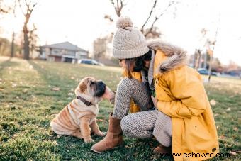 Guía de la raza de perro Shar-Pei chino