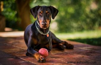 Guía de la raza de perro dóberman pinscher