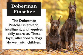 Guía de la raza de perro dóberman pinscher