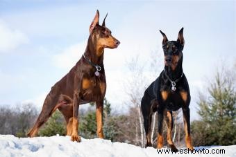 Guía de la raza de perro dóberman pinscher