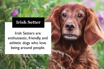 Guía sobre la personalidad, los rasgos y la salud del setter irlandés