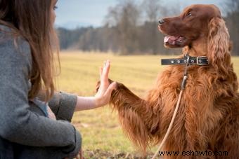 Guía sobre la personalidad, los rasgos y la salud del setter irlandés