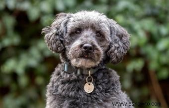 Guía de la raza de perro Schnoodle