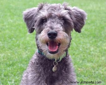 Guía de la raza de perro Schnoodle