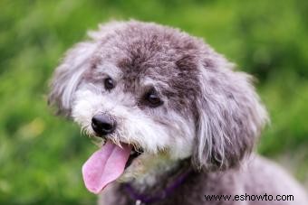 Guía de la raza de perro Schnoodle