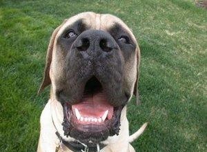 Hércules, el mastín inglés récord Guinness: la verdadera historia del perro más grande