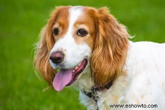 En qué se diferencian los cocker spaniel ingleses de sus primos americanos