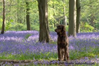 En qué se diferencian los cocker spaniel ingleses de sus primos americanos